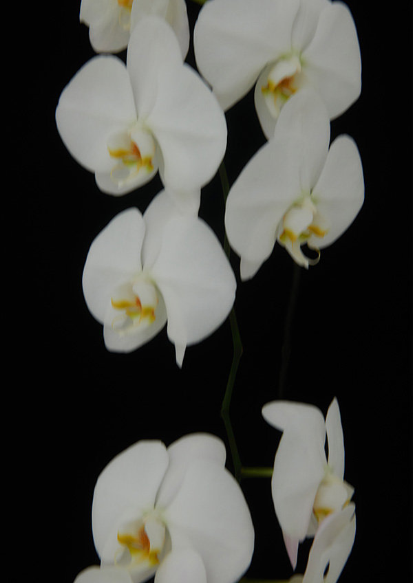 SMELLY 2021 S/S LOOK